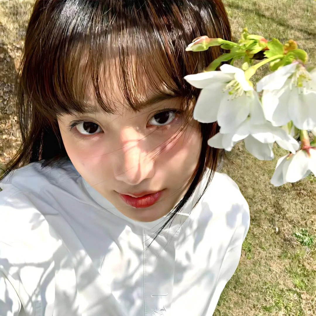 紫苑草